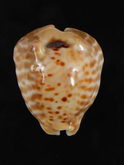 Muracypraea mus bicornis donmoorei ..DWARF Orange base. 35.63 mm Gem-76973