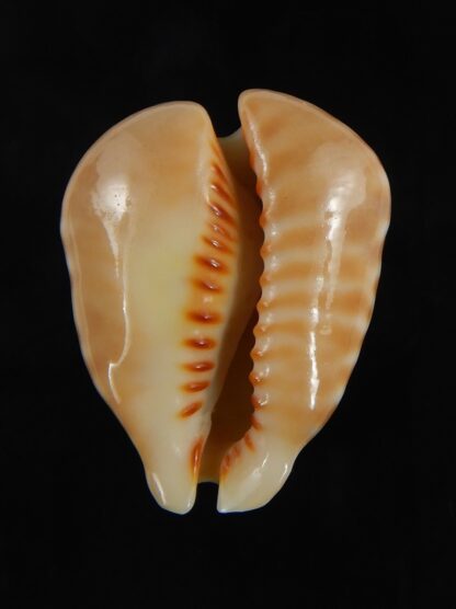 Muracypraea mus bicornis donmoorei ..DWARF Orange base. 35.63 mm Gem-76974