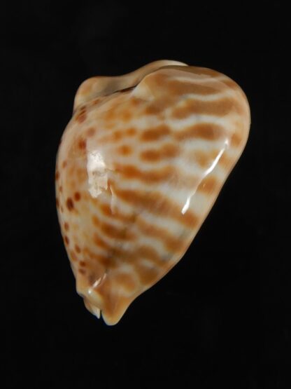 Muracypraea mus bicornis donmoorei ..DWARF Orange base. 35.63 mm Gem-76971