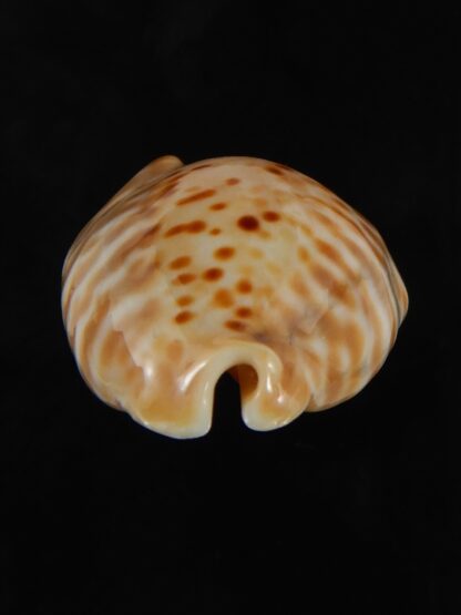 Muracypraea mus bicornis donmoorei ..DWARF Orange base. 35.63 mm Gem-76970