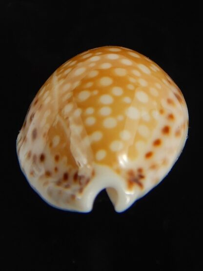 Cribrarula gaskoini gaskoini .. 22.13 mm Gem-77278