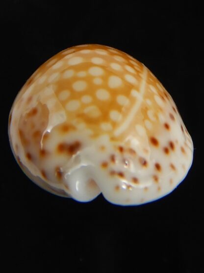 Cribrarula gaskoini gaskoini .. 22.13 mm Gem-77280