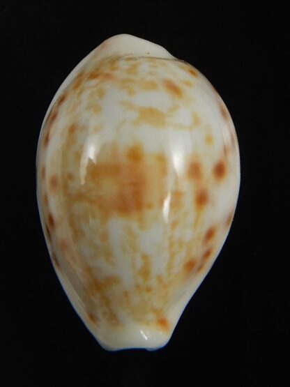 Talostolida rashleighana 21.31 mm Gem-77362