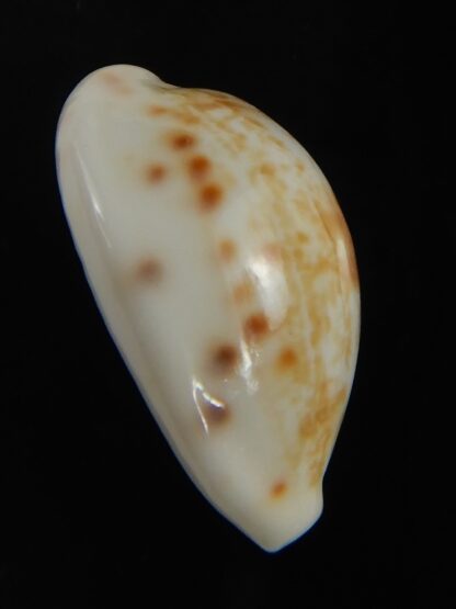 Talostolida rashleighana 21.31 mm Gem-77364