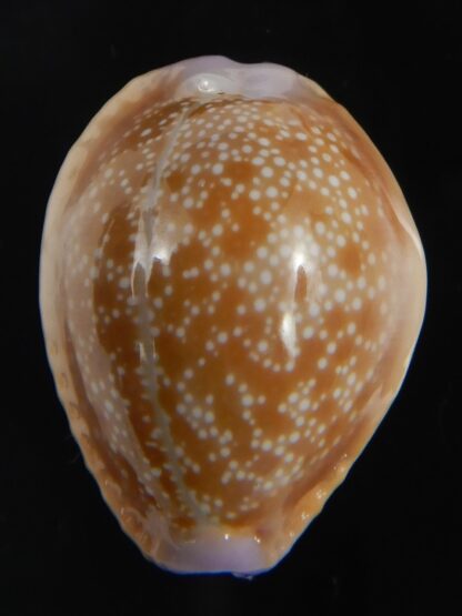 Naria helvola hawaiiensis 25.14 mm Gem-77320