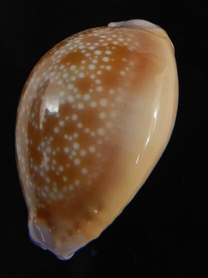 Naria helvola hawaiiensis 25.14 mm Gem-77325