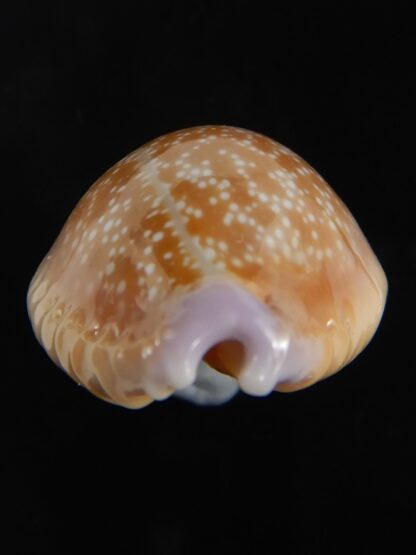 Naria helvola hawaiiensis 25.14 mm Gem-77323