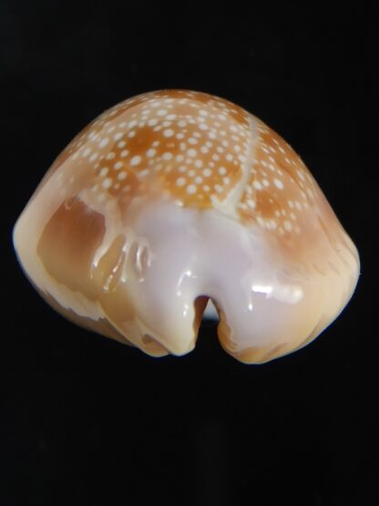 Naria helvola hawaiiensis 25.14 mm Gem-77324