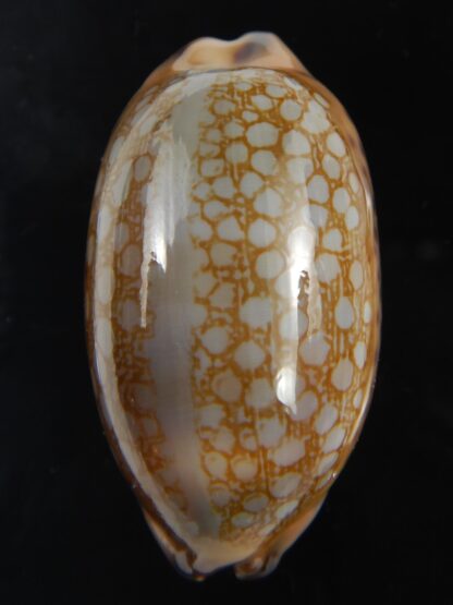 Mauritia scurra indica 42.23 mm Gem-77307