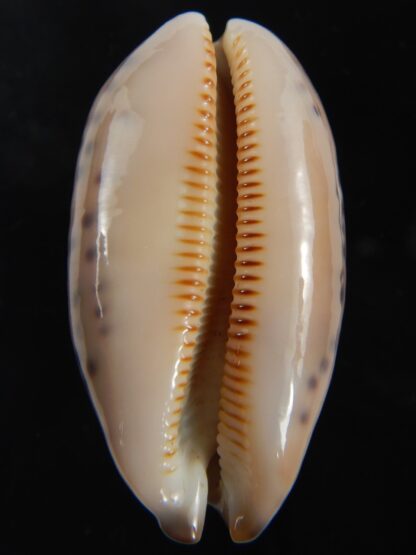 Mauritia scurra indica 42.23 mm Gem-77306