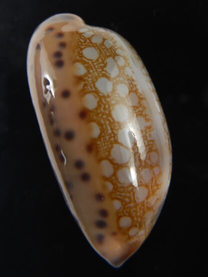 Mauritia scurra indica 42.23 mm Gem-77308