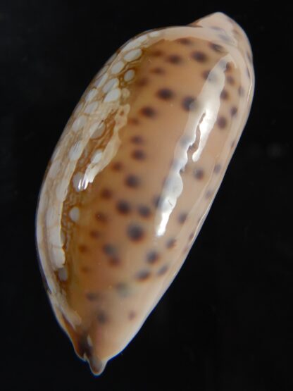 Mauritia scurra indica 42.23 mm Gem-77311