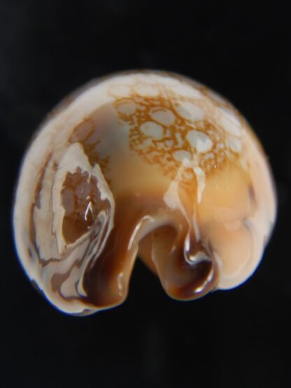 Mauritia scurra indica 42.23 mm Gem-77310