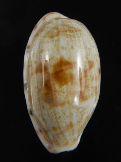 Talostolida pellucens alisonae 34.80 mm Gem-77348