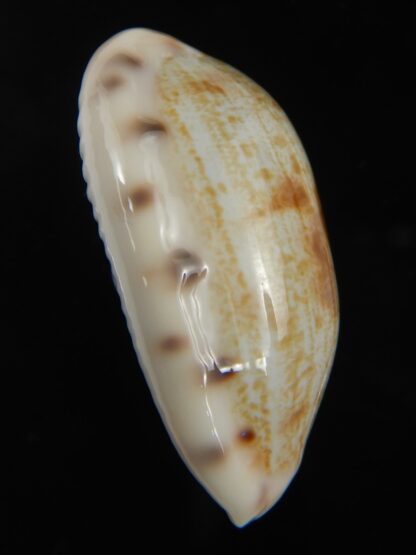 Talostolida pellucens alisonae 34.80 mm Gem-77353