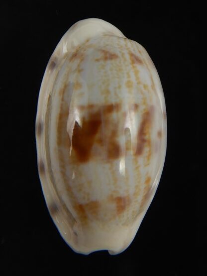 Talostolida pellucens alisonae 24.82 mm Gem-77334