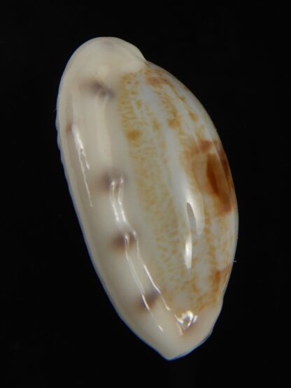 Talostolida pellucens alisonae 24.82 mm Gem-77336