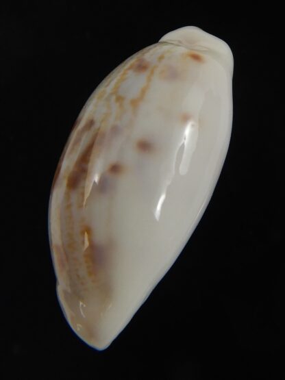 Talostolida pellucens alisonae 24.82 mm Gem-77337