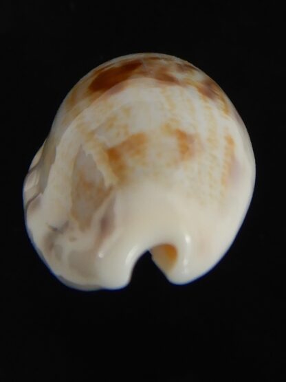 Talostolida pellucens alisonae 24.82 mm Gem-77339