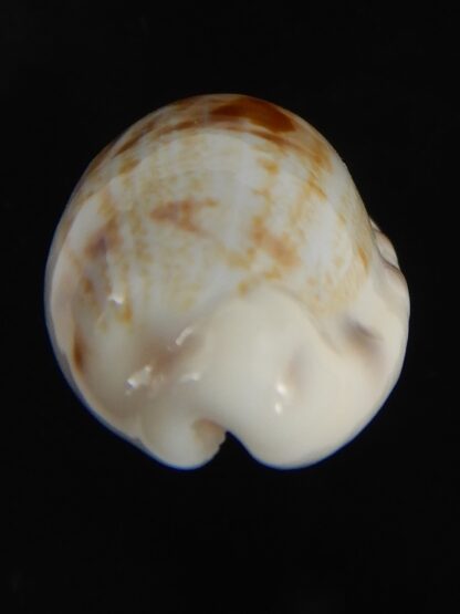 Talostolida pellucens alisonae 24.82 mm Gem-77338