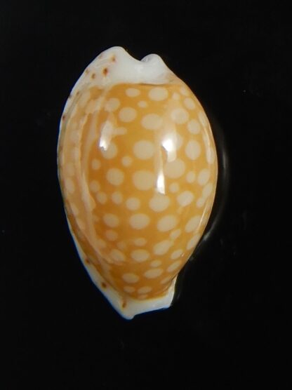 Cribrarula gaskoini fischeri 12.15 mm Gem-77287