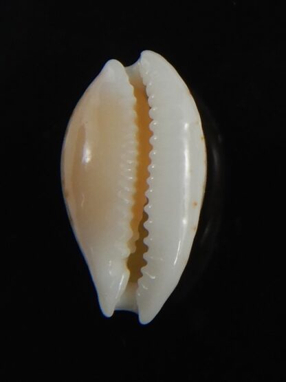 Cribrarula gaskoini fischeri 12.15 mm Gem-77288