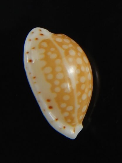 Cribrarula gaskoini fischeri 12.15 mm Gem-77293