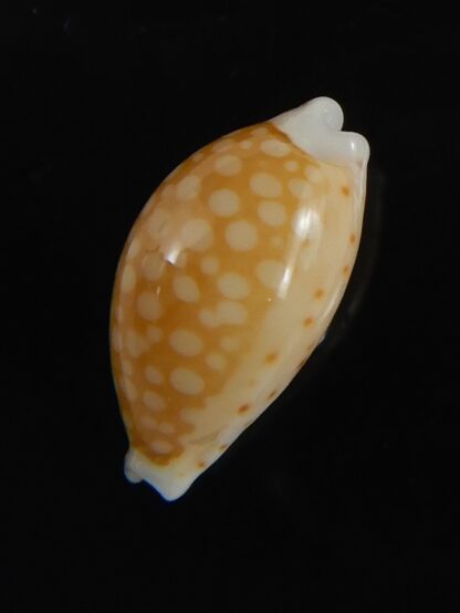 Cribrarula gaskoini fischeri 12.15 mm Gem-77291