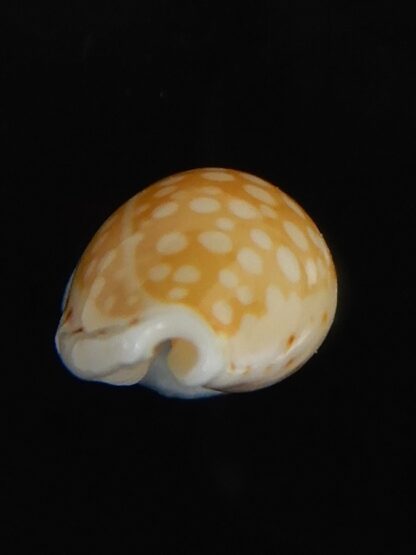 Cribrarula gaskoini fischeri 12.15 mm Gem-77289