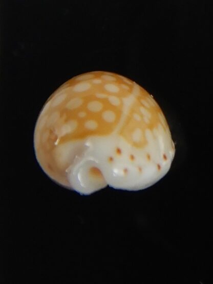 Cribrarula gaskoini fischeri 12.15 mm Gem-77290