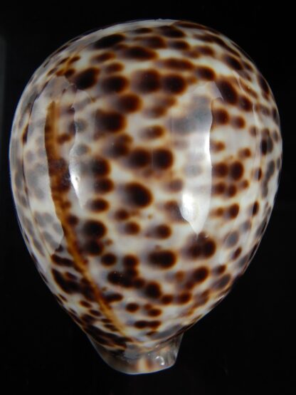 Cypraea tigris schilderiana 118.83 mm Gem-77299