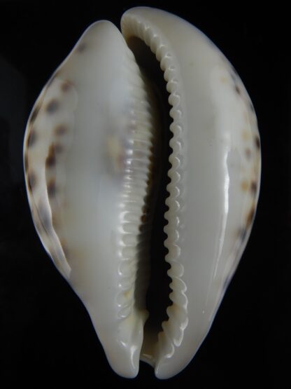 Cypraea tigris schilderiana 118.83 mm Gem-77294