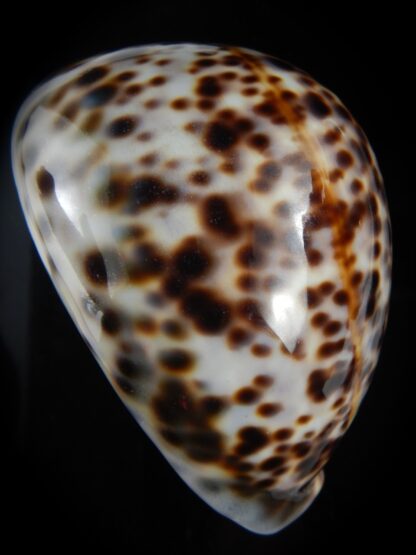 Cypraea tigris schilderiana 118.83 mm Gem-77298