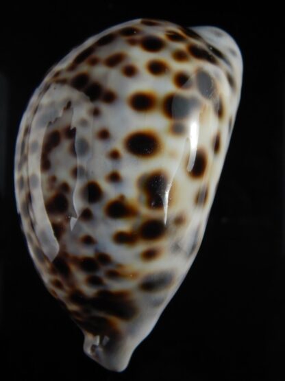 Cypraea tigris schilderiana 118.83 mm Gem-77296