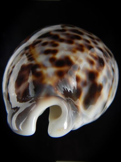 Cypraea tigris schilderiana 118.83 mm Gem-77297