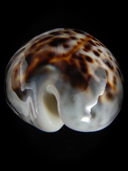 Cypraea tigris schilderiana 118.83 mm Gem-77295