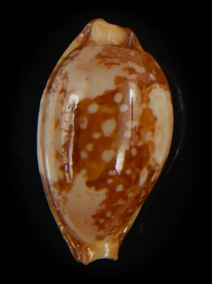 Bistolida kwajaleinensis 21.40 mm Gem-76877