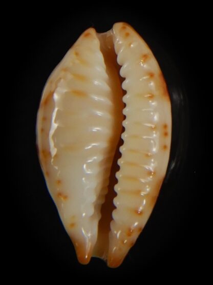 Bistolida kwajaleinensis 21.40 mm Gem-76874