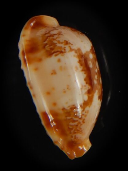 Bistolida kwajaleinensis 21.40 mm Gem-76879