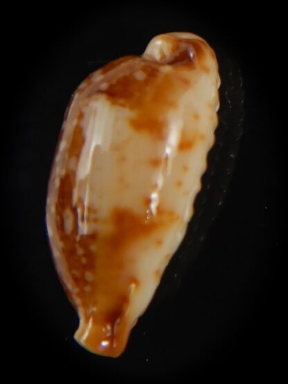 Bistolida kwajaleinensis 21.40 mm Gem-76876