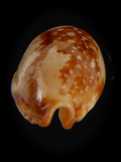 Bistolida kwajaleinensis 21.40 mm Gem-76873