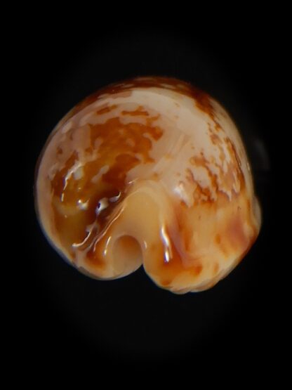 Bistolida kwajaleinensis 21.40 mm Gem-76875