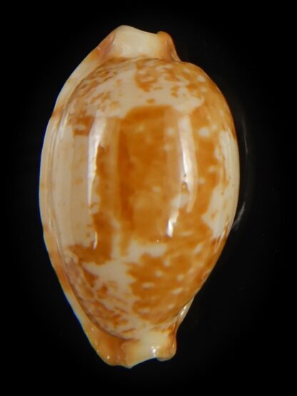 Bistolida kwajaleinensis 21.40 mm Gem-76888