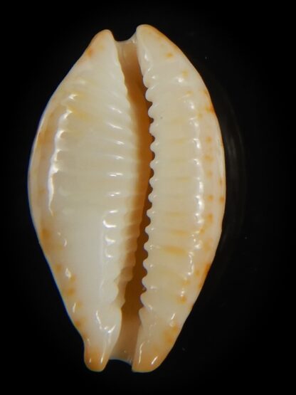 Bistolida kwajaleinensis 21.40 mm Gem-76889