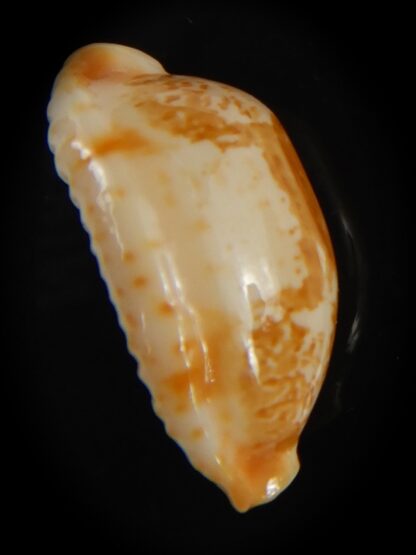 Bistolida kwajaleinensis 21.40 mm Gem-76891