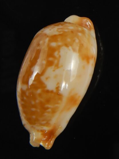 Bistolida kwajaleinensis 21.40 mm Gem-76890