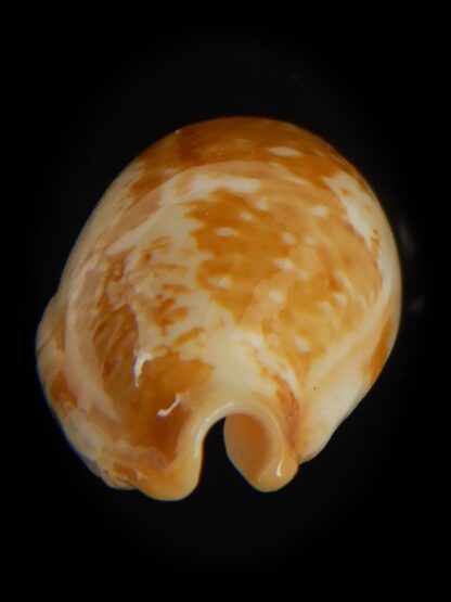 Bistolida kwajaleinensis 21.40 mm Gem-76892