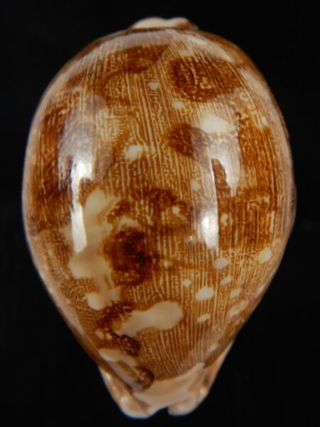 Leporicypraea mappa viridis eluceta ....69.50 mm Gem-76901