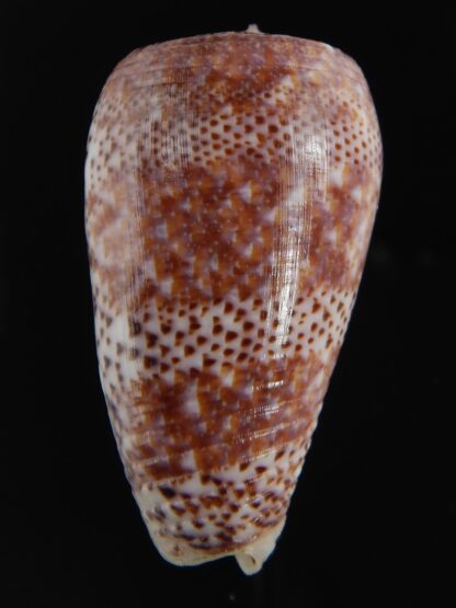 Textilia adamsonii 47.34 mm Gem-76803