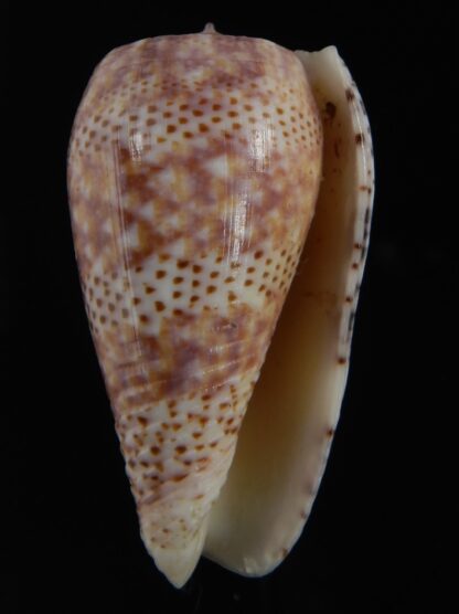 Textilia adamsonii 47.34 mm Gem-76802